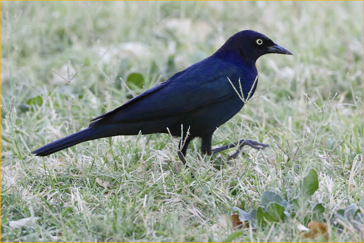 Brewer's Blackbird