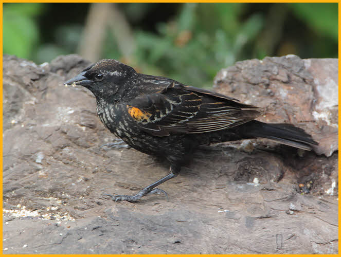 First Summer <BR>Red-winged Blackbird