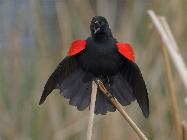 Red-winged Blackbird