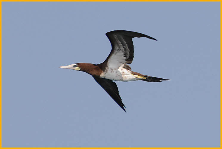 Atlantic<BR>Brown Booby