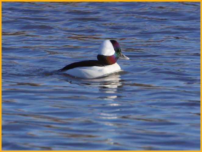 Bufflehead