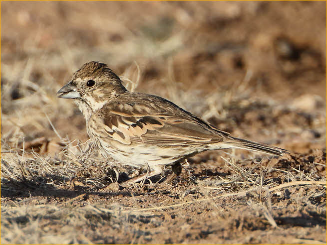 Female<BR>Lark Bunting