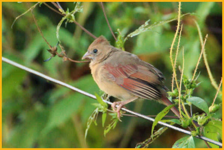 Juvenile <BR>Northern Cardinal