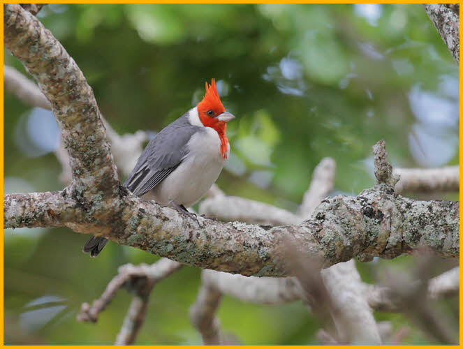 Red-crested Cardinal