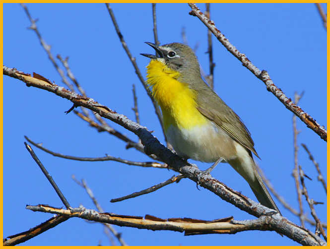 Western <BR>Yellow-breasted Chat