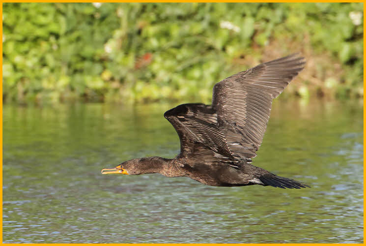 Juvenile<BR>Double-crested Cormorant