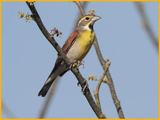 Dickcissel