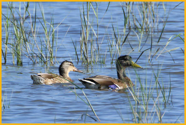 Male and Female <BR>American Black Ducks