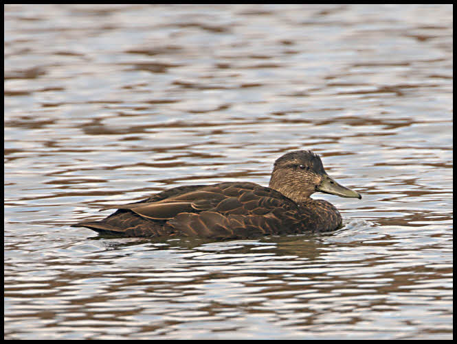 Female <BR>American Black Duck