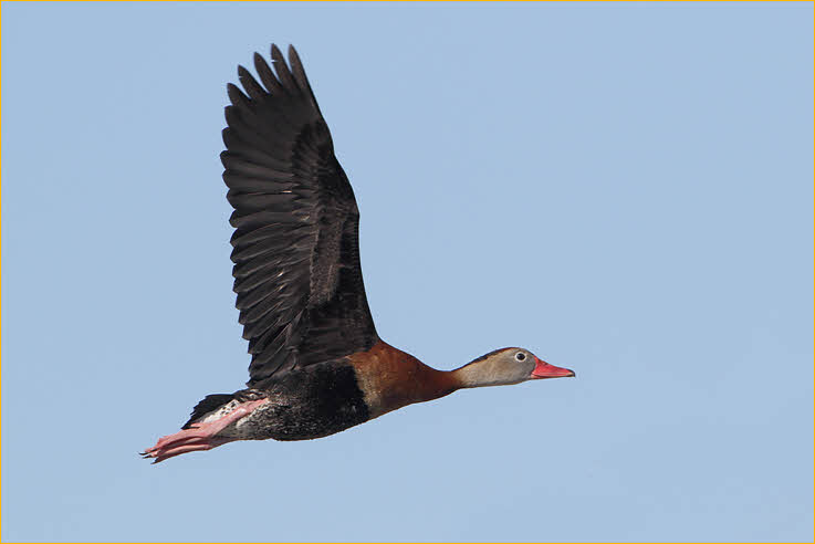 Black-bellied Whistling-Duck