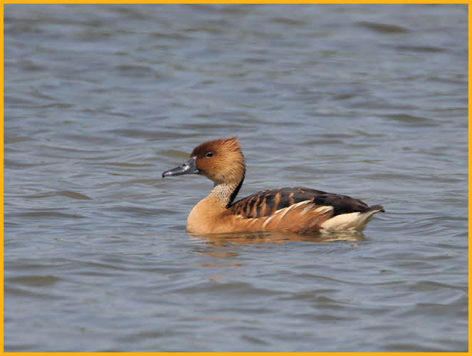 Fulvous Whistling-Duck
