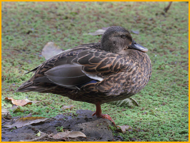 Hawaiian Duck