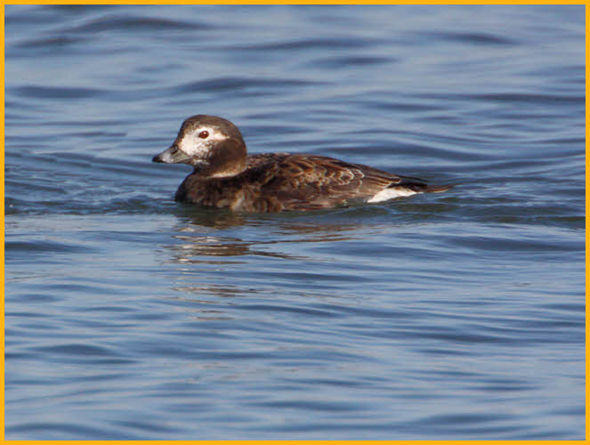 Female <BR>Long-tailed Duck