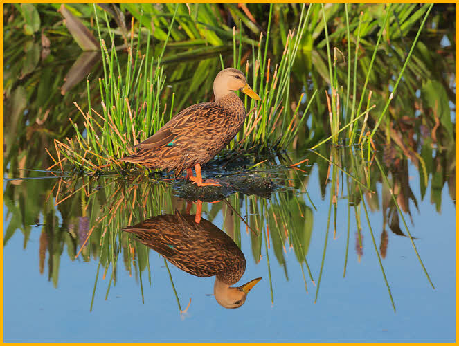 Female<BR>Mottled Duck