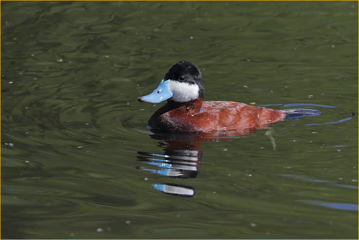 Ruddy Duck