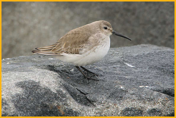 First Winter Dunlin