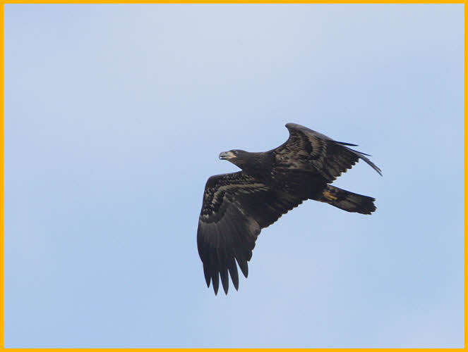 Juvenile<BR>Bald Eagle