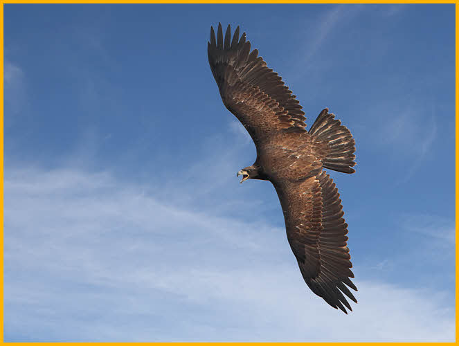 Juvenile <BR> Bald Eagle