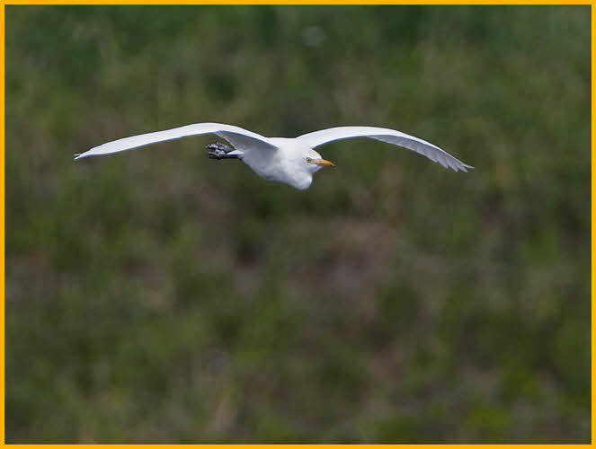 Nonbreeding<BR>Cattle Egret