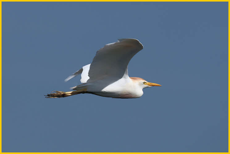 Cattle Egret
