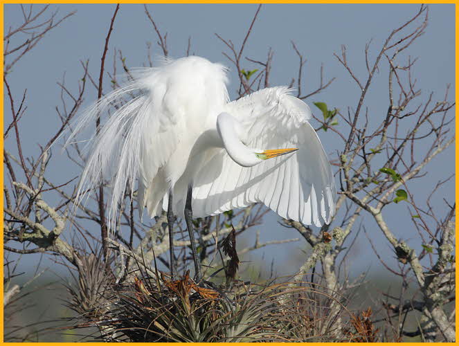 Great Egret