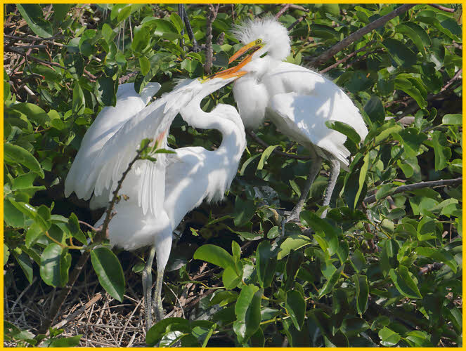 Great Egret<BR>Chicks
