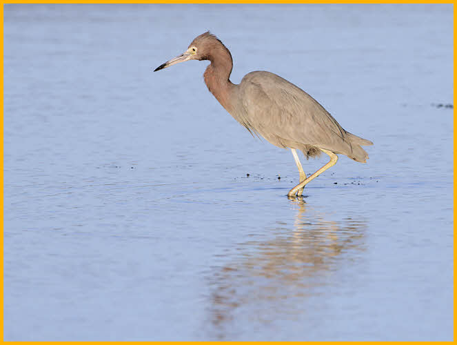 Nonbreeding <BR> Reddish Egret