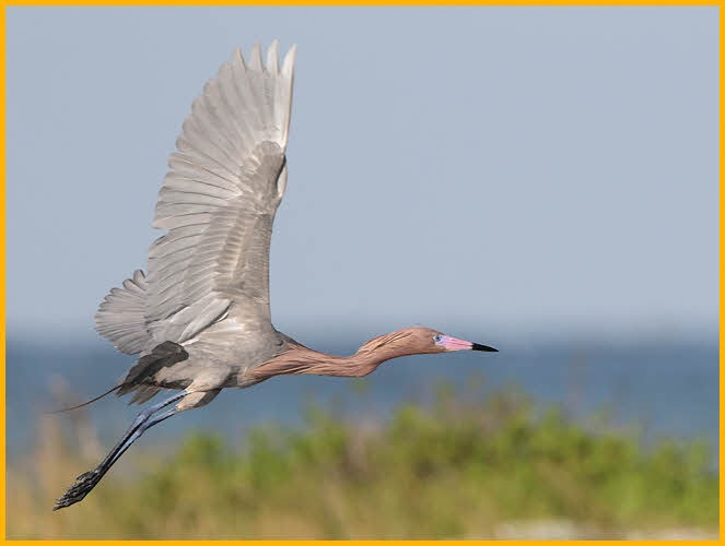 Reddish Egret