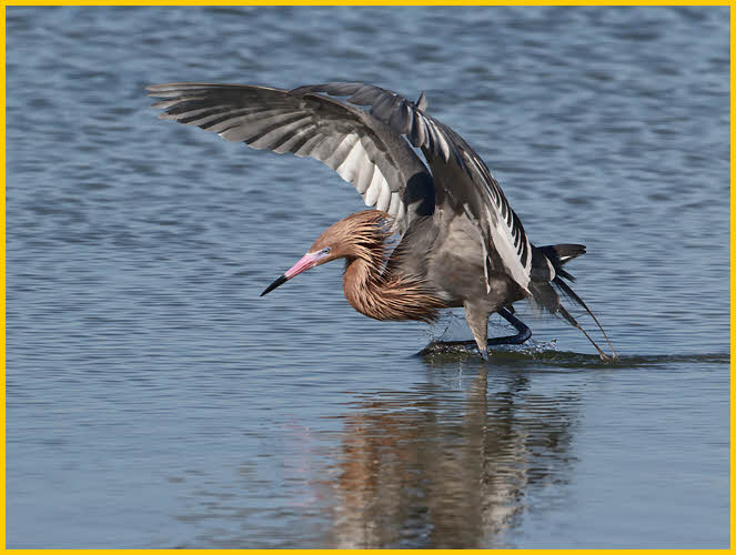Reddish Egret