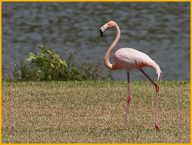 American Flamingo