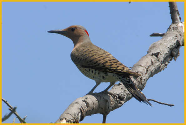 Female Yellow-shafted <BR>Northern Flicker
