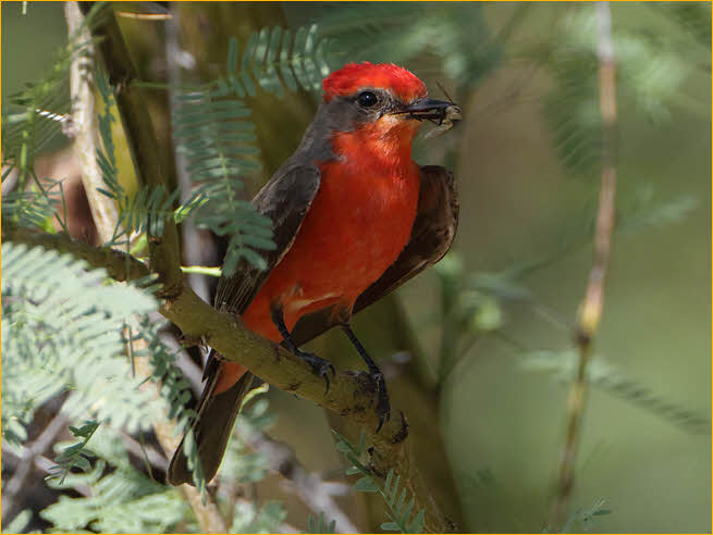 Vermilion Flycatcher