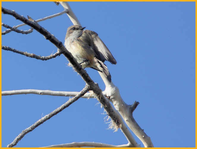 Southwestern <BR>Willow Flycatcher