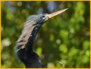 Anhinga