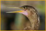 Female Anhinga