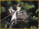 Anhinga Fledgling