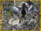 Anhinga and Chicks