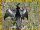 Nonbreeding<BR>Anhinga