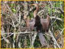 Juvenile <BR> Anhinga