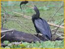 Anhinga