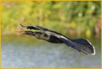 Anhinga