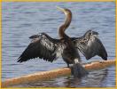 Female<BR>Anhinga