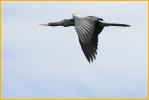 Juvenile <BR> Anhinga