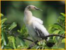 Anhinga Chick