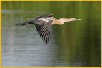 Female<BR>Anhinga