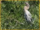 Anhinga Fledgling