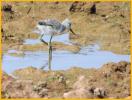 American Avocet Chick