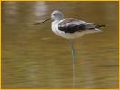 Nonbreeding<BR>American Avocet