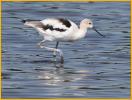 Juvenile<BR>American Avocet