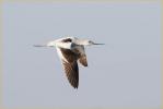 Nonbbreeding<BR>American Avocet